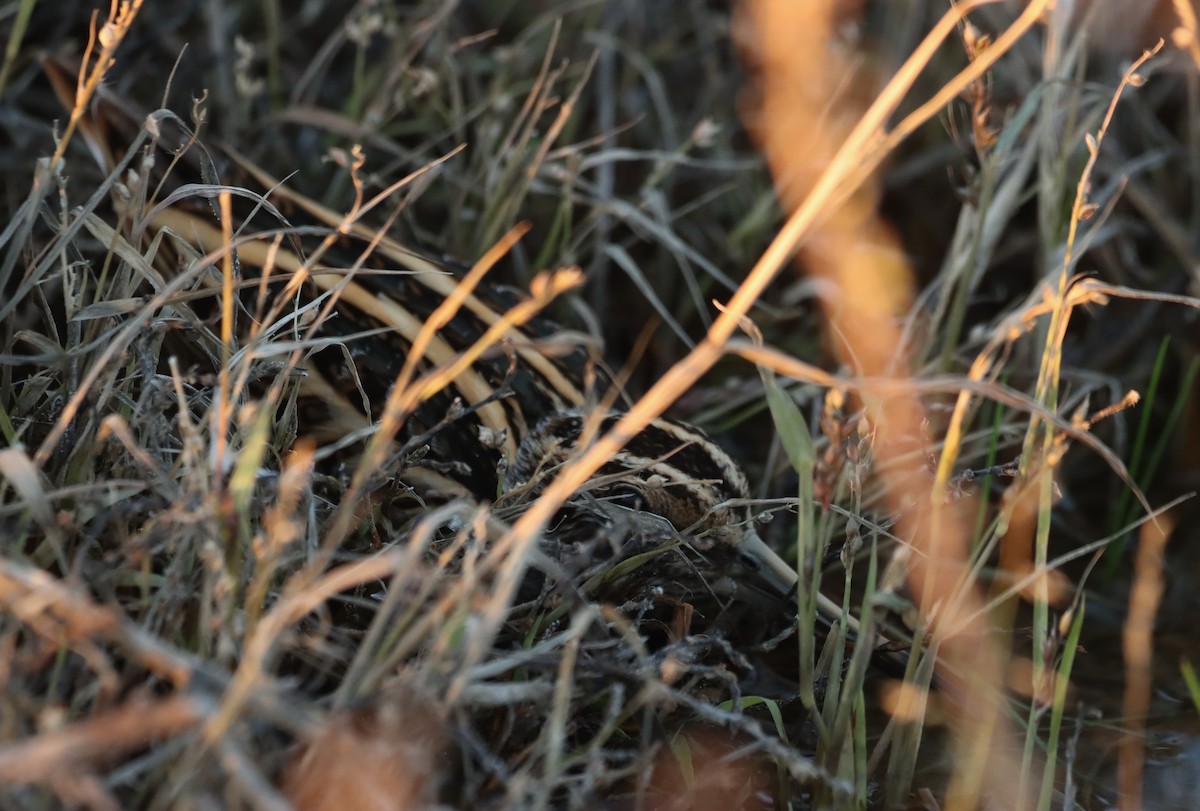 Jack Snipe - ML644433783