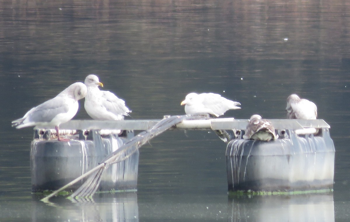 American Herring Gull - ML644433806