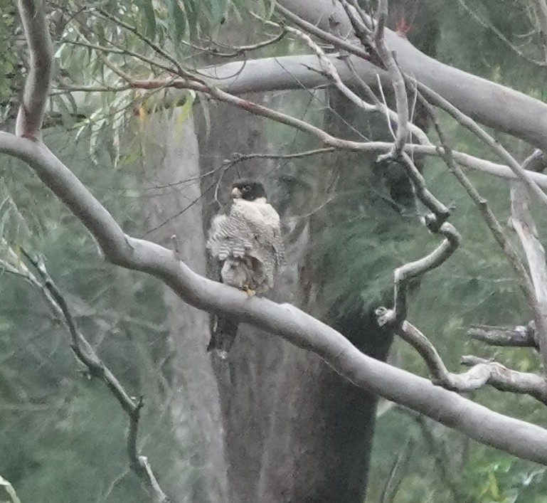 sokol stěhovavý - ML644433814