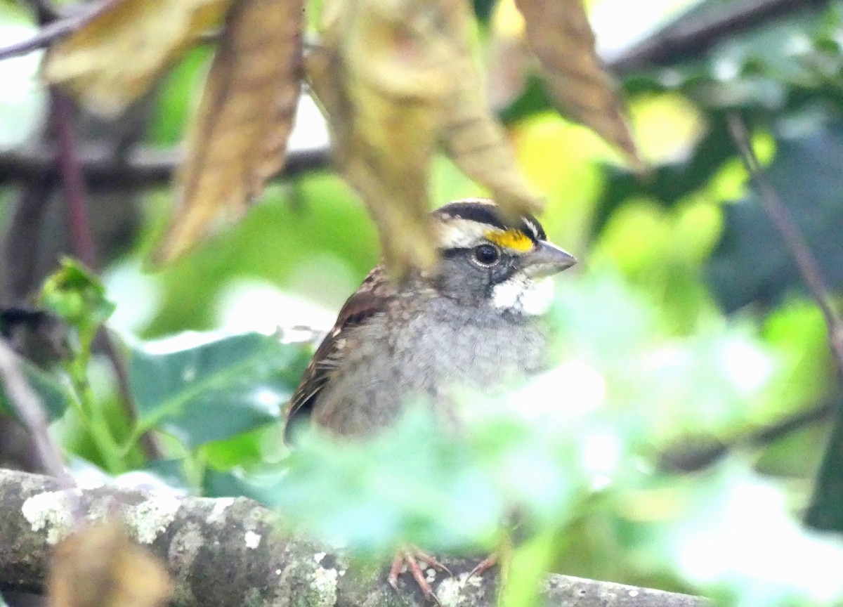 White-throated Sparrow - ML644433822
