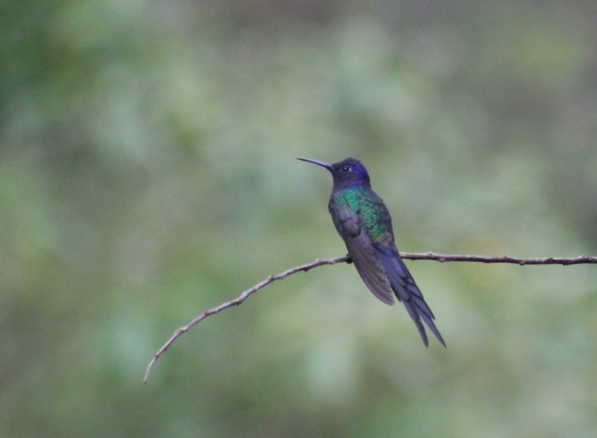 ツバメハチドリ - ML644433827