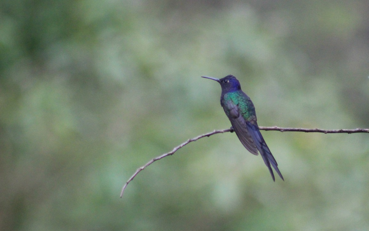 ツバメハチドリ - ML644433828