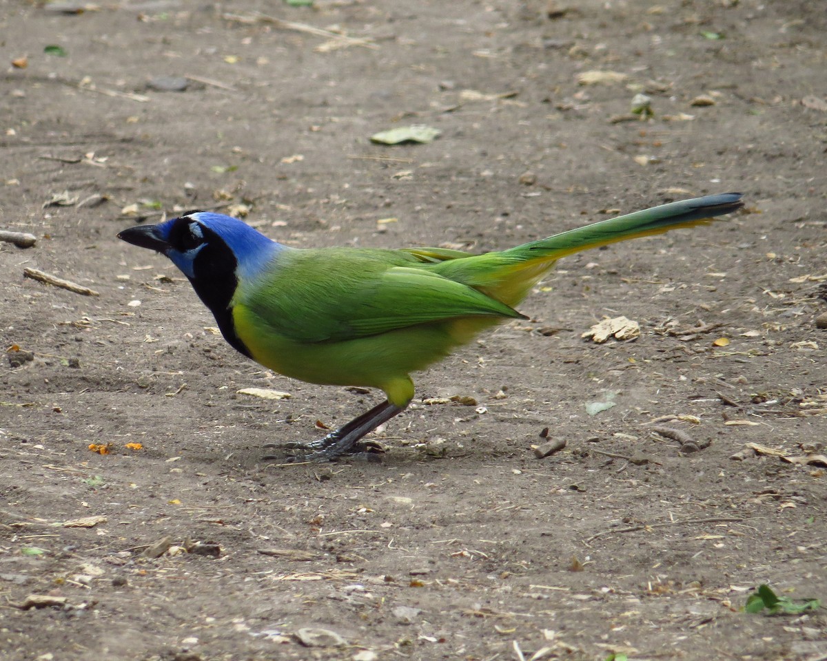 Inkablaurabe - ML644433838