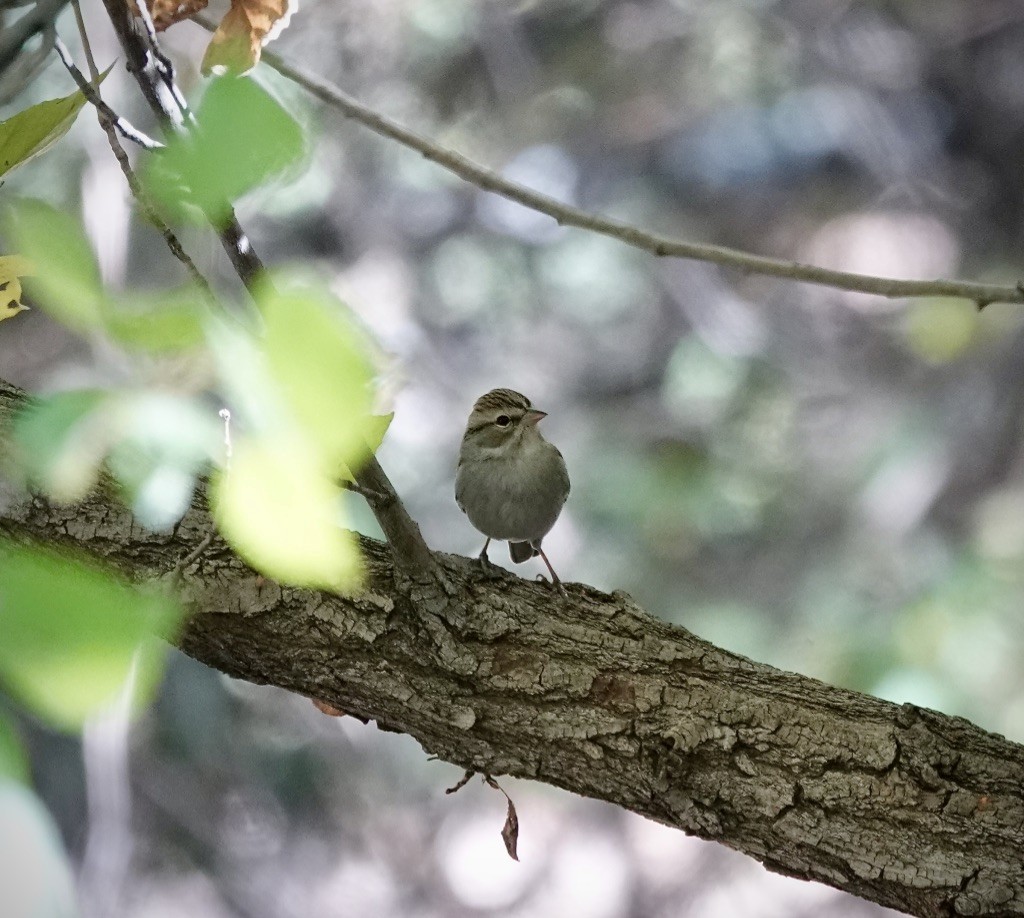 brunissespurv - ML644433884