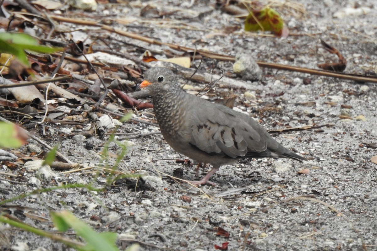 Common Ground Dove - ML644433888