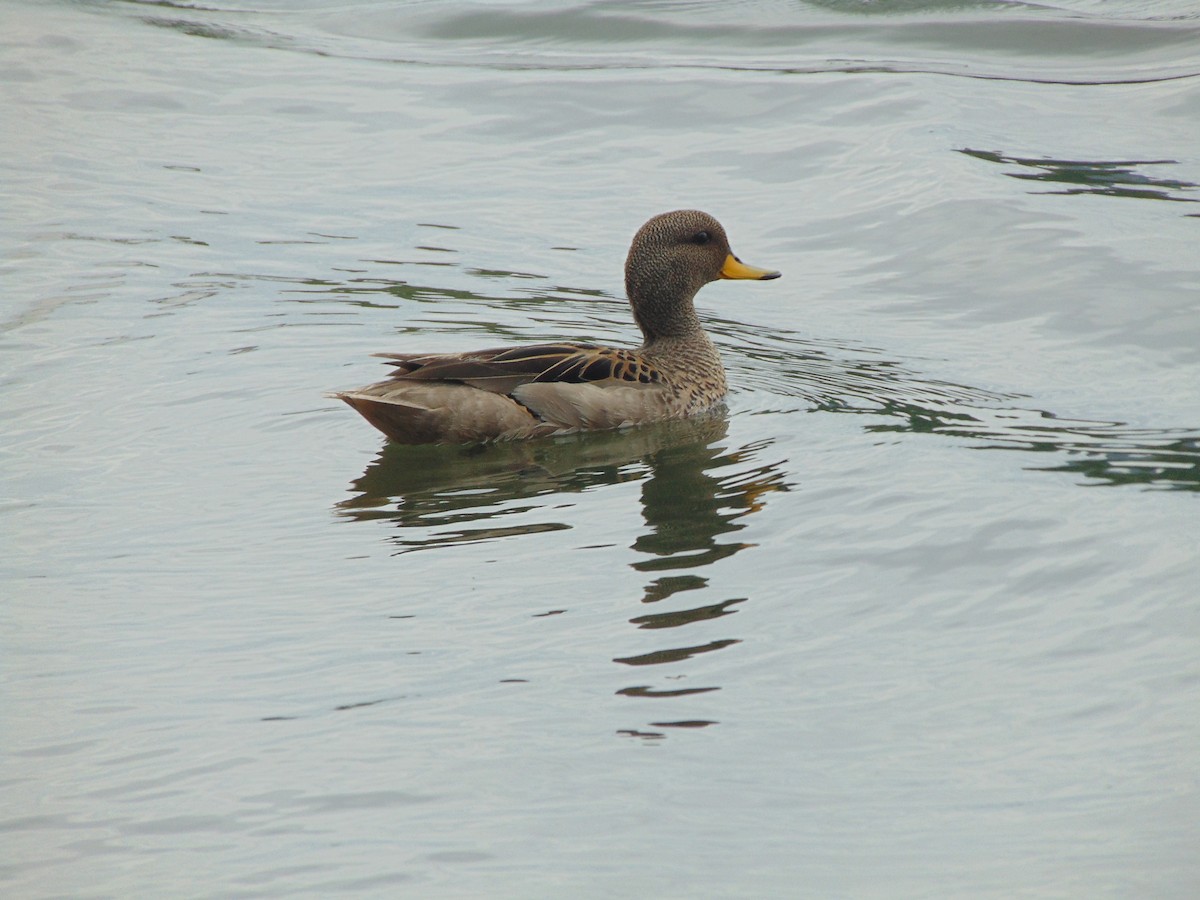 Sarcelle tachetée - ML644433897