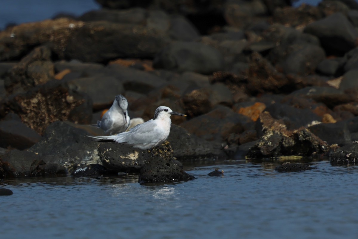 Sandwich Tern - ML644433912