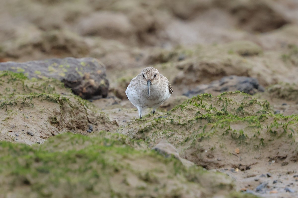 myrsnipe - ML644433968