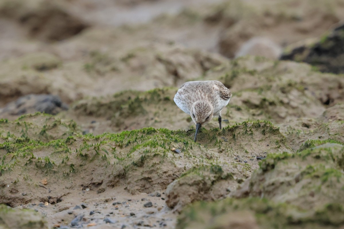 myrsnipe - ML644433972