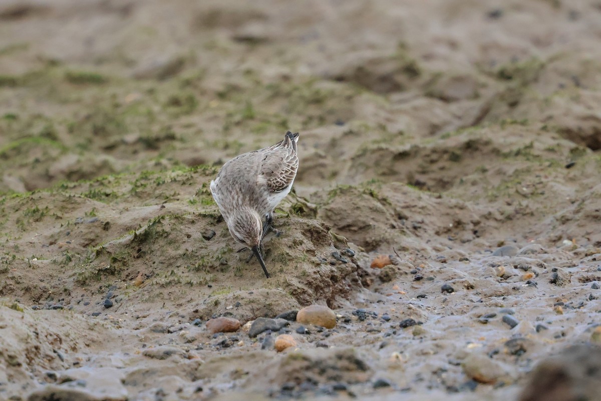 myrsnipe - ML644433973