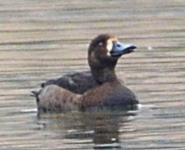 Lesser Scaup - ML644433985