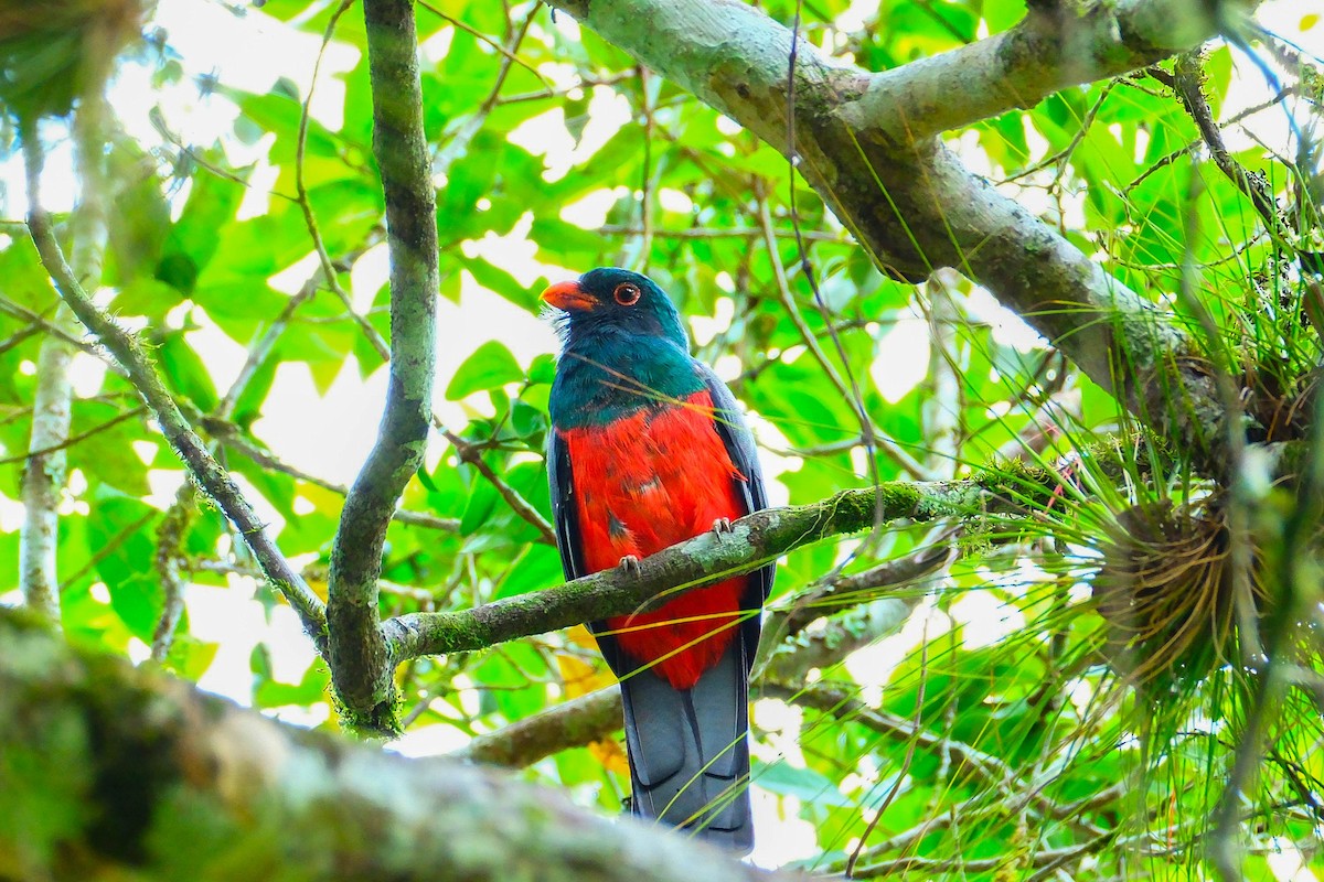 Gri Kuyruklu Trogon - ML644434006