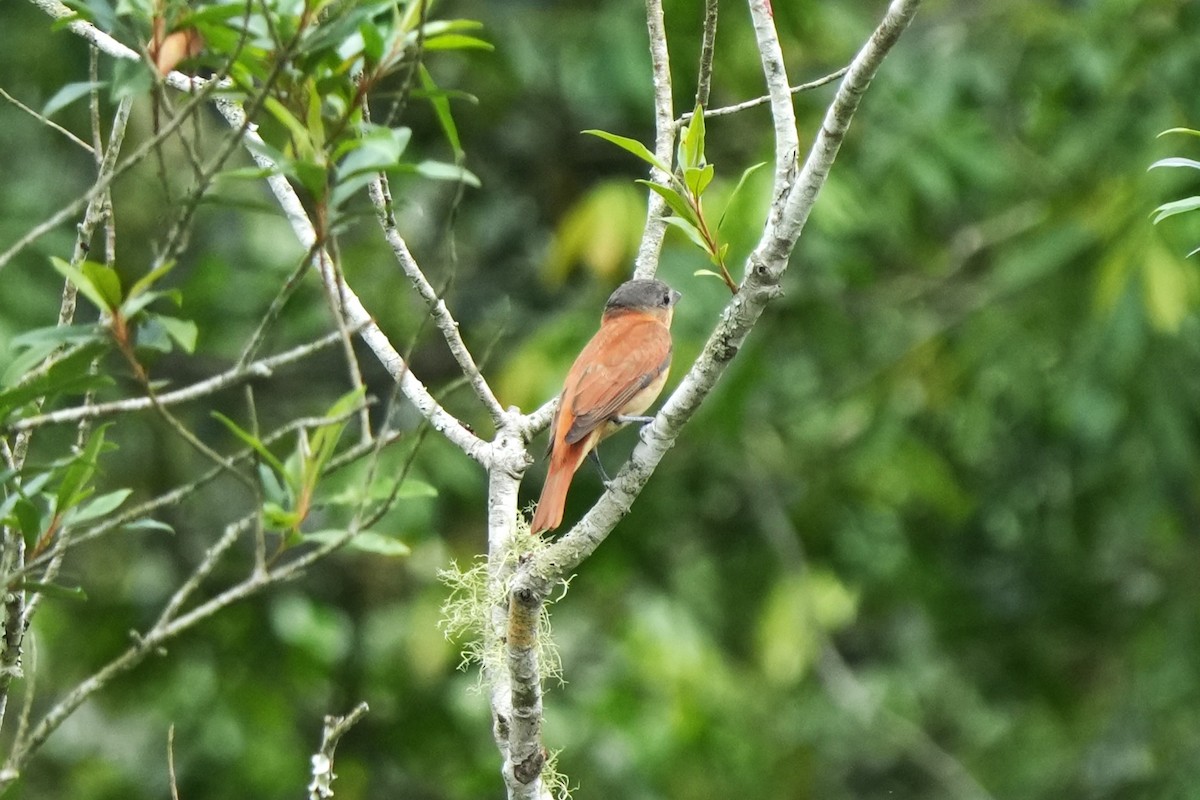 Crested Becard - ML644434030