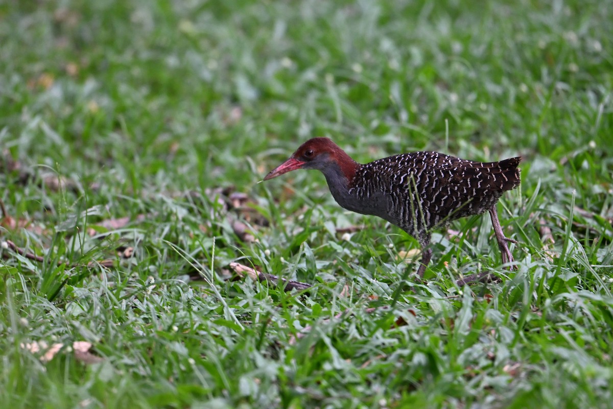 Râle strié - ML644434032