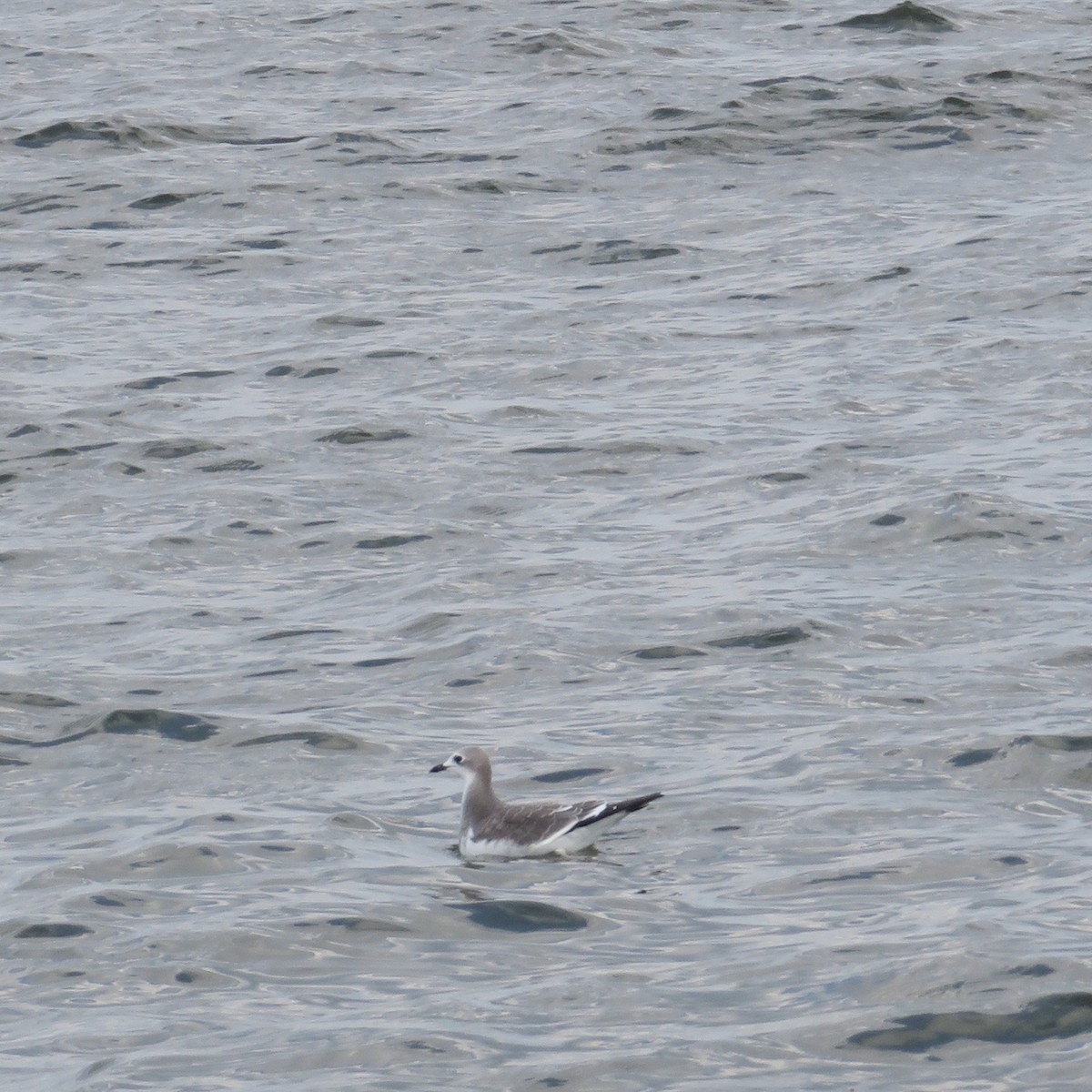 Schwalbenmöwe - ML644434035