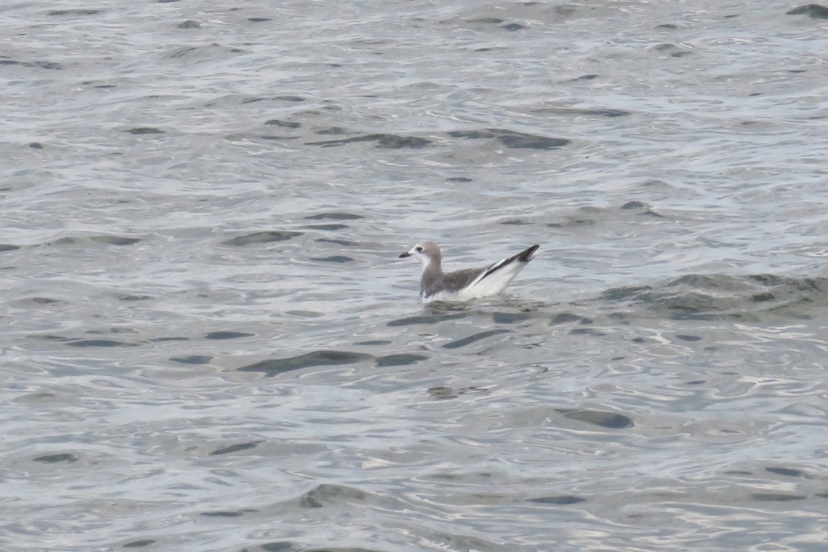 Schwalbenmöwe - ML644434036