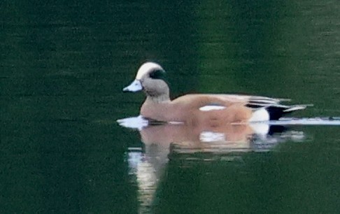 ברווז אמריקני - ML644434043