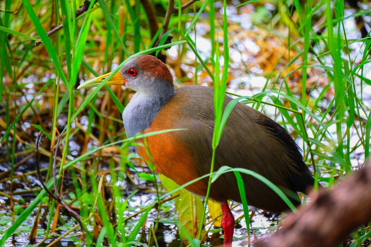 Russet-naped Wood-Rail - ML644434045