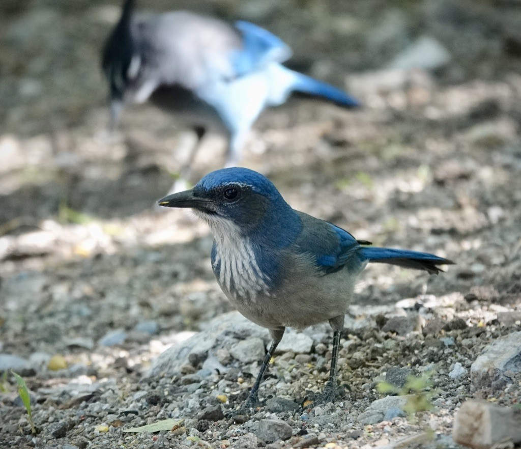 einerskrike (woodhouseii gr.) - ML644434052