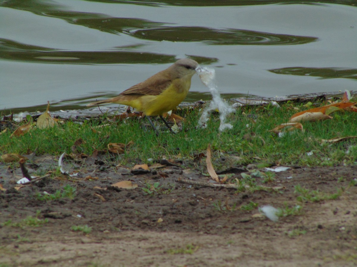 Cattle Tyrant - ML644434055