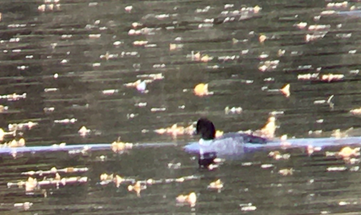 Common/Barrow's Goldeneye - ML644434057
