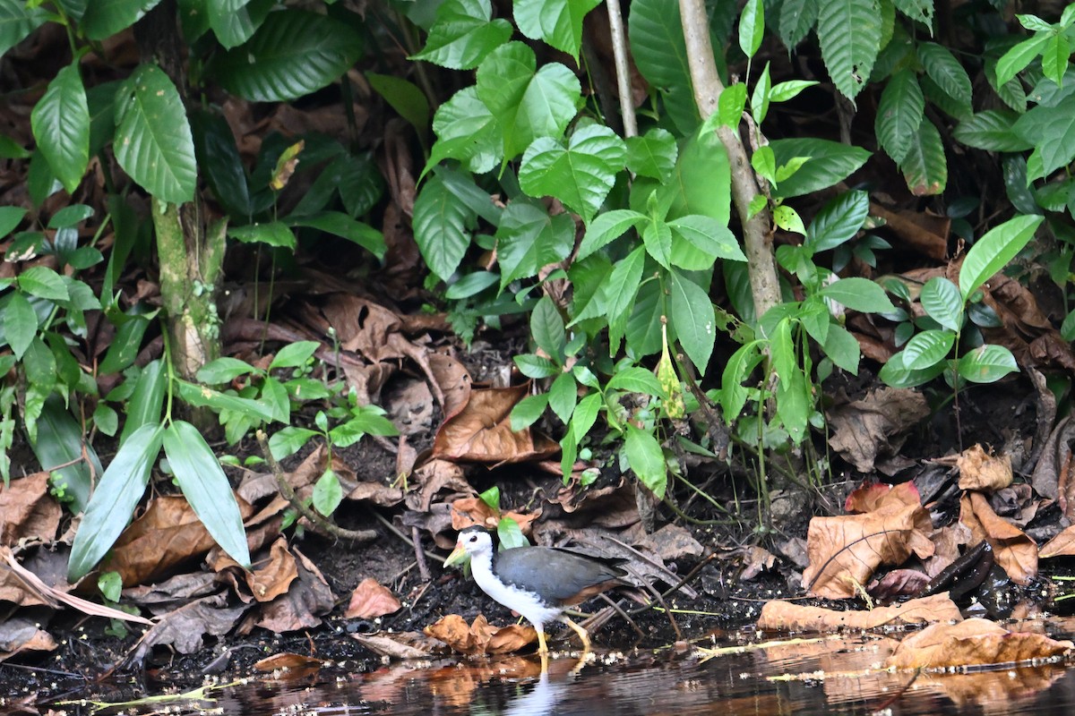 White-breasted Waterhen - ML644434060