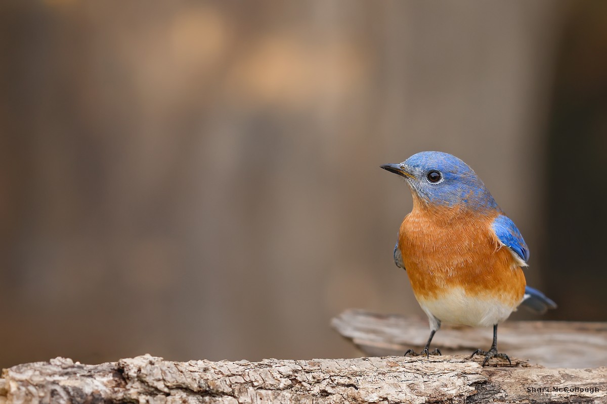 Eastern Bluebird - ML644434070