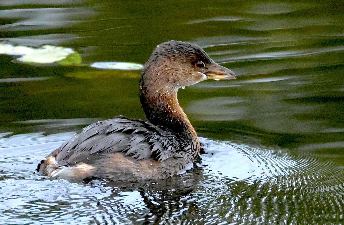 טבלן עקוד-מקור - ML644434076