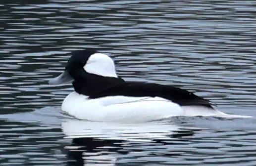 עבראש לבנוני - ML644434087