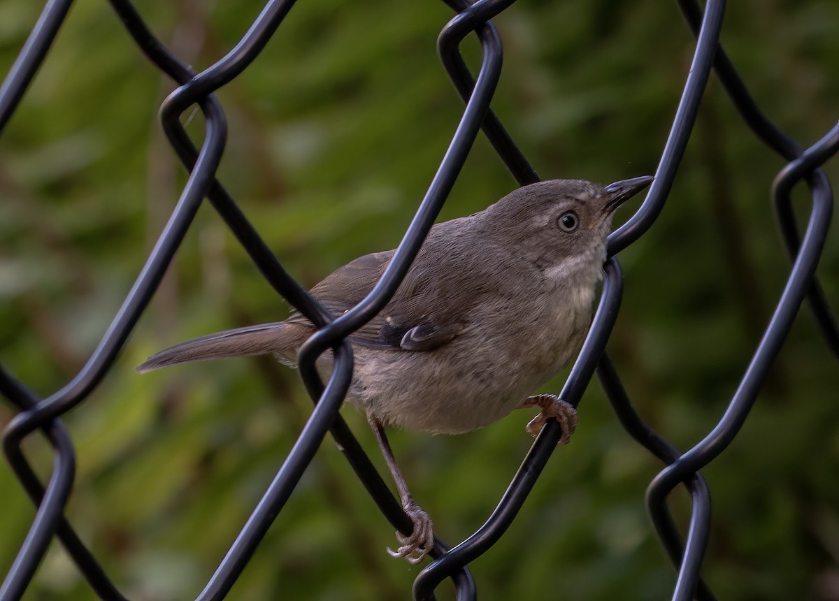 White-browed Scrubwren - ML644434089