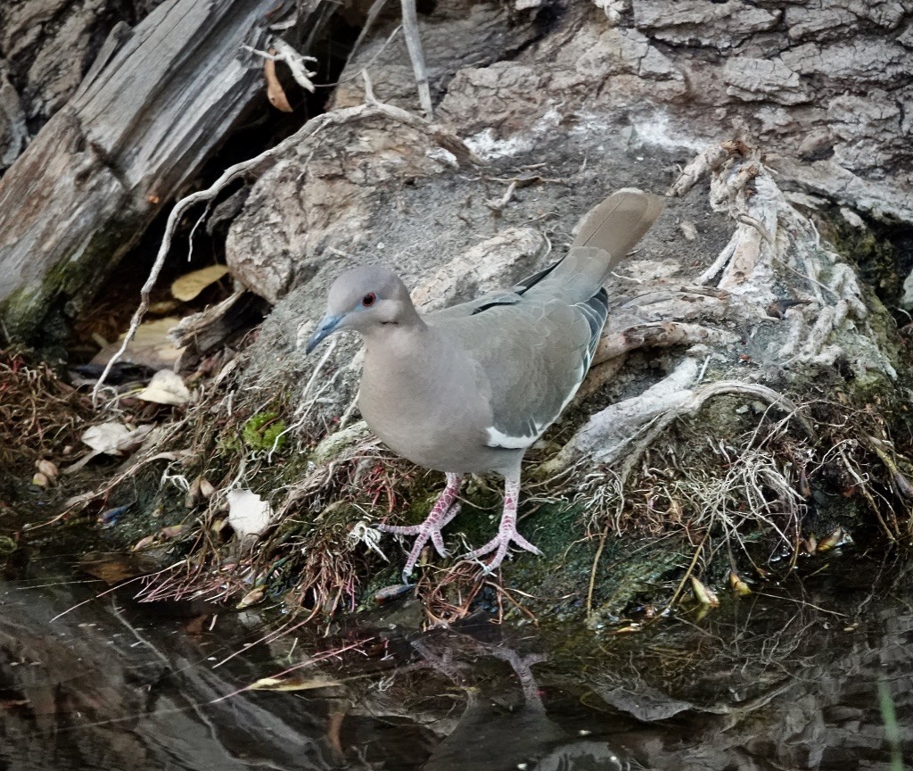 hvitvingedue - ML644434091