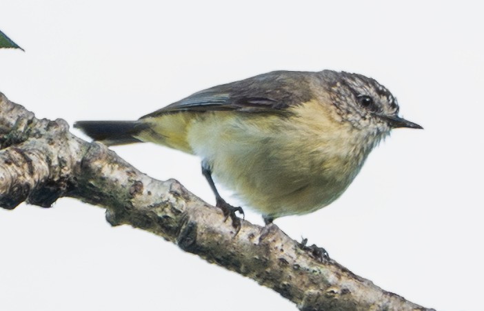 コモントゲハシムシクイ - ML644434094