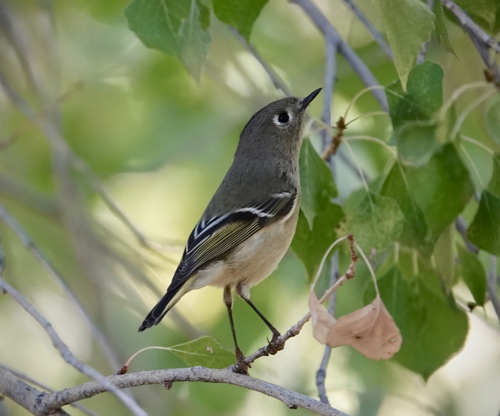 rubinfuglekonge - ML644434101