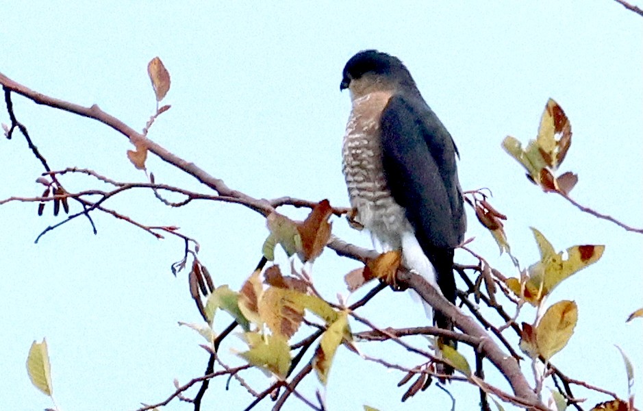 Sharp-shinned Hawk - ML644434106
