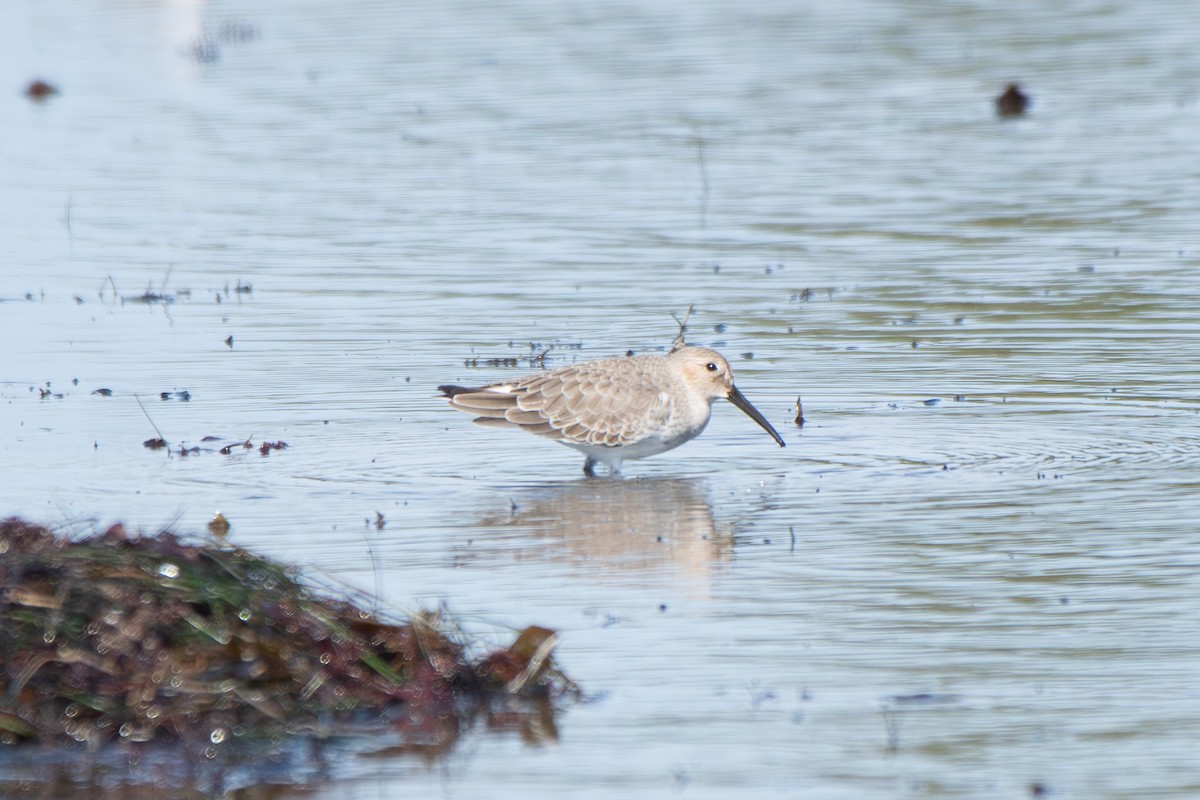 myrsnipe - ML644434108