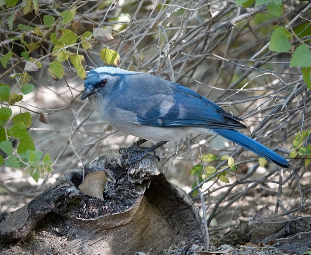 Mexican Jay (Arizona) - ML644434113