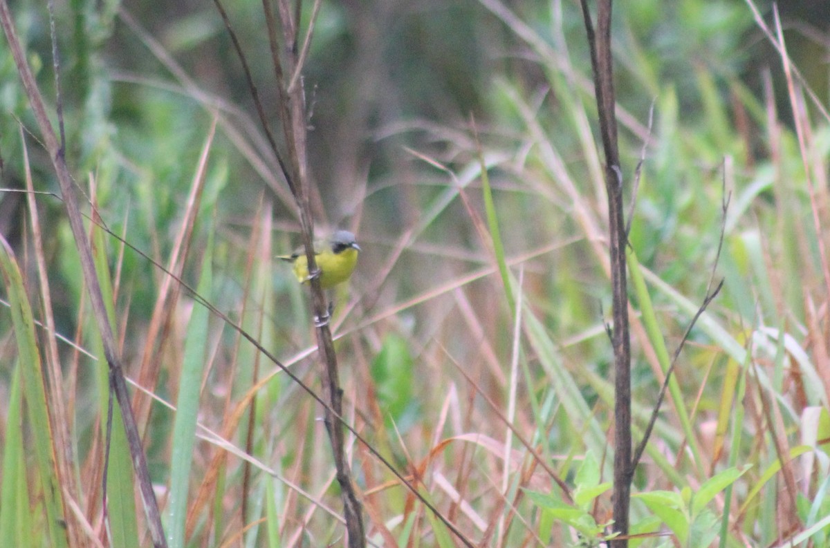 Southern Yellowthroat - ML644434114