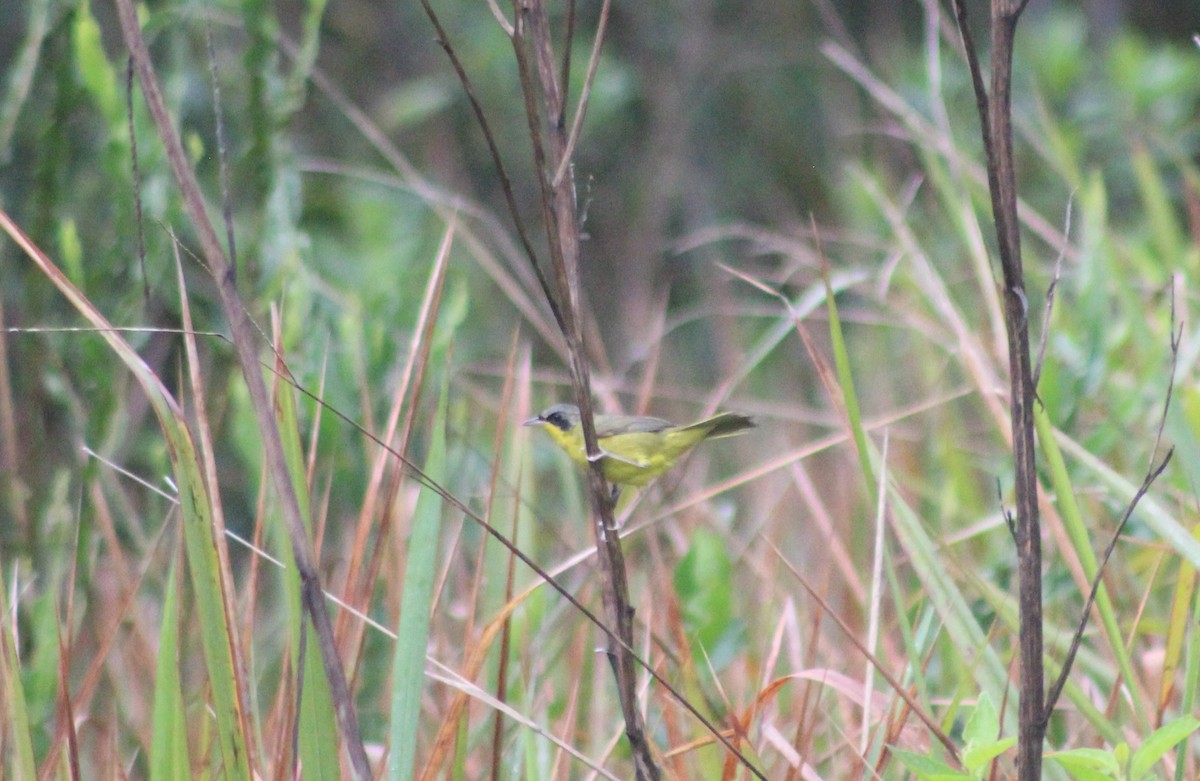 Southern Yellowthroat - ML644434115