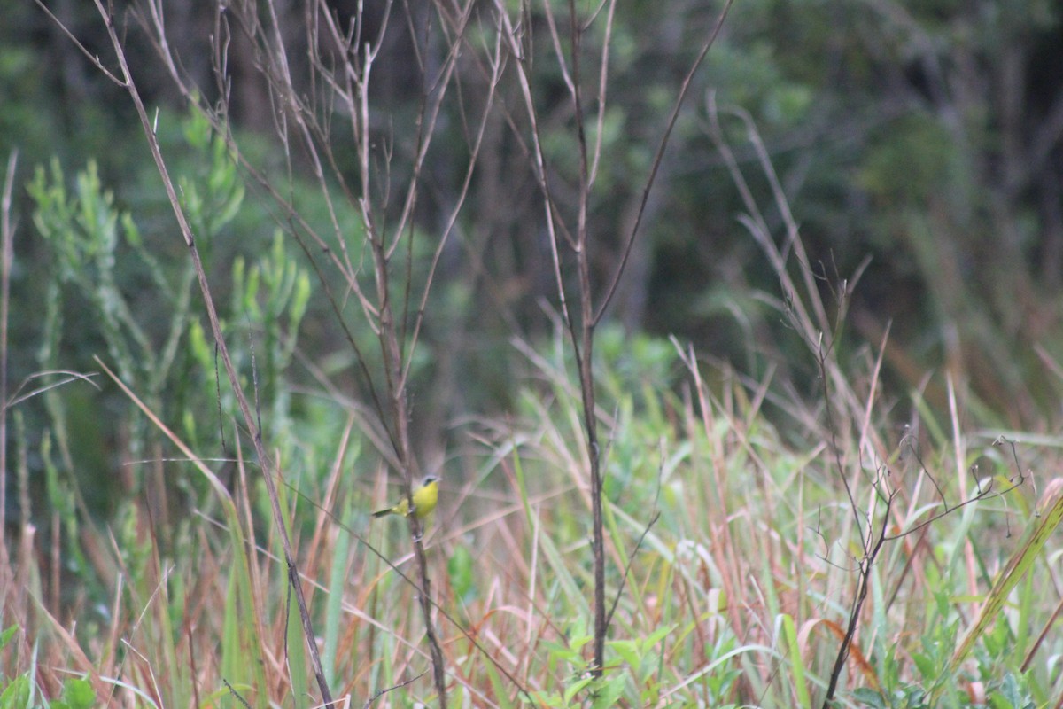 Southern Yellowthroat - ML644434116