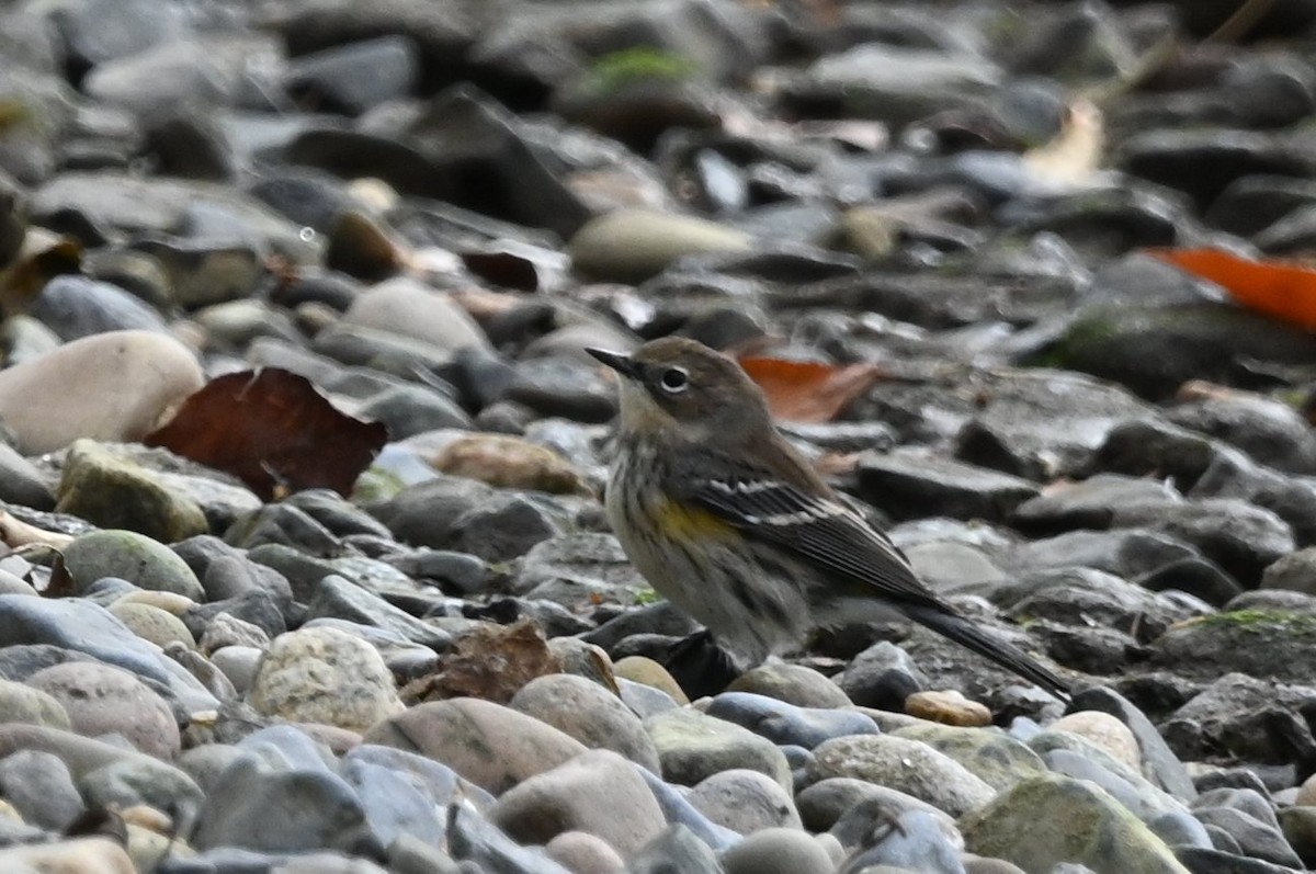 Yellow-rumped Warbler - ML644434128