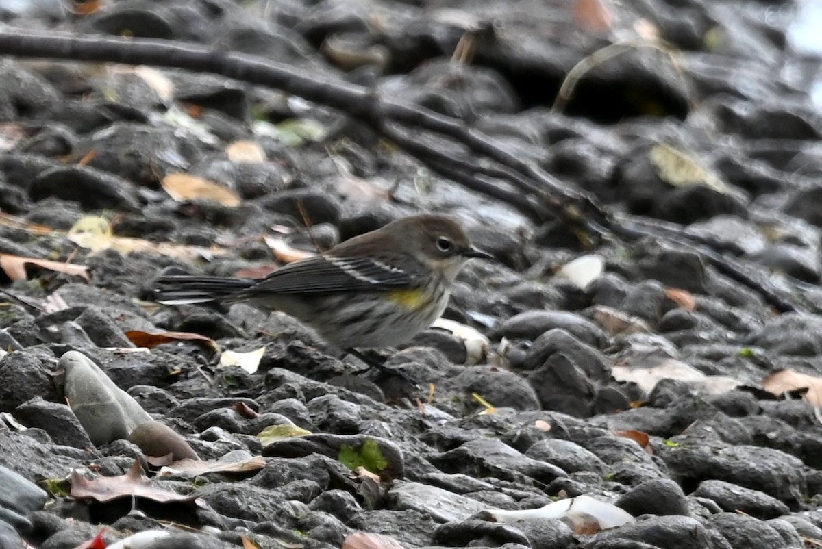Yellow-rumped Warbler - ML644434129