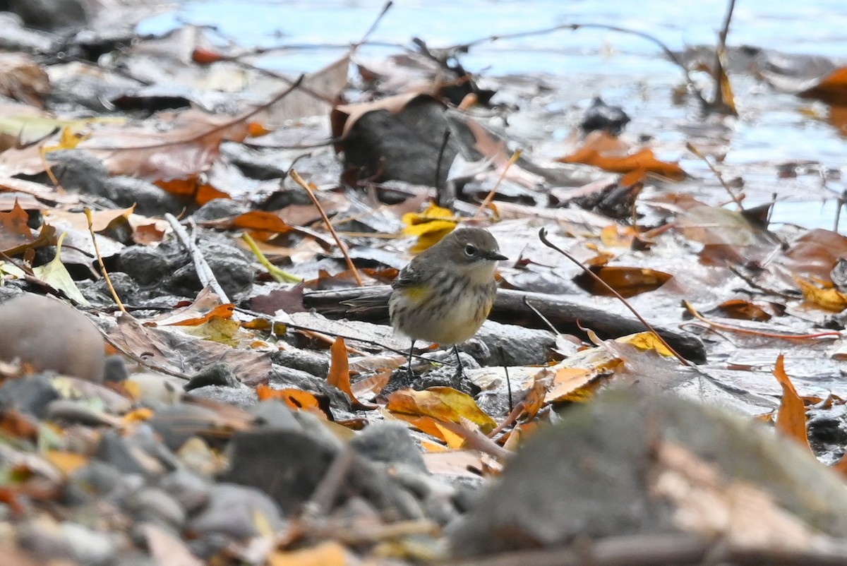 Yellow-rumped Warbler - ML644434130