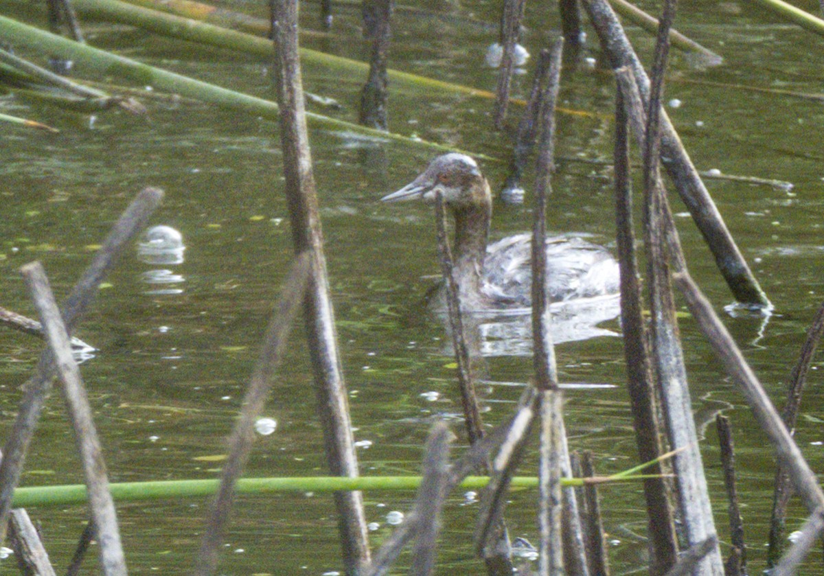 Eared Grebe - ML644434133