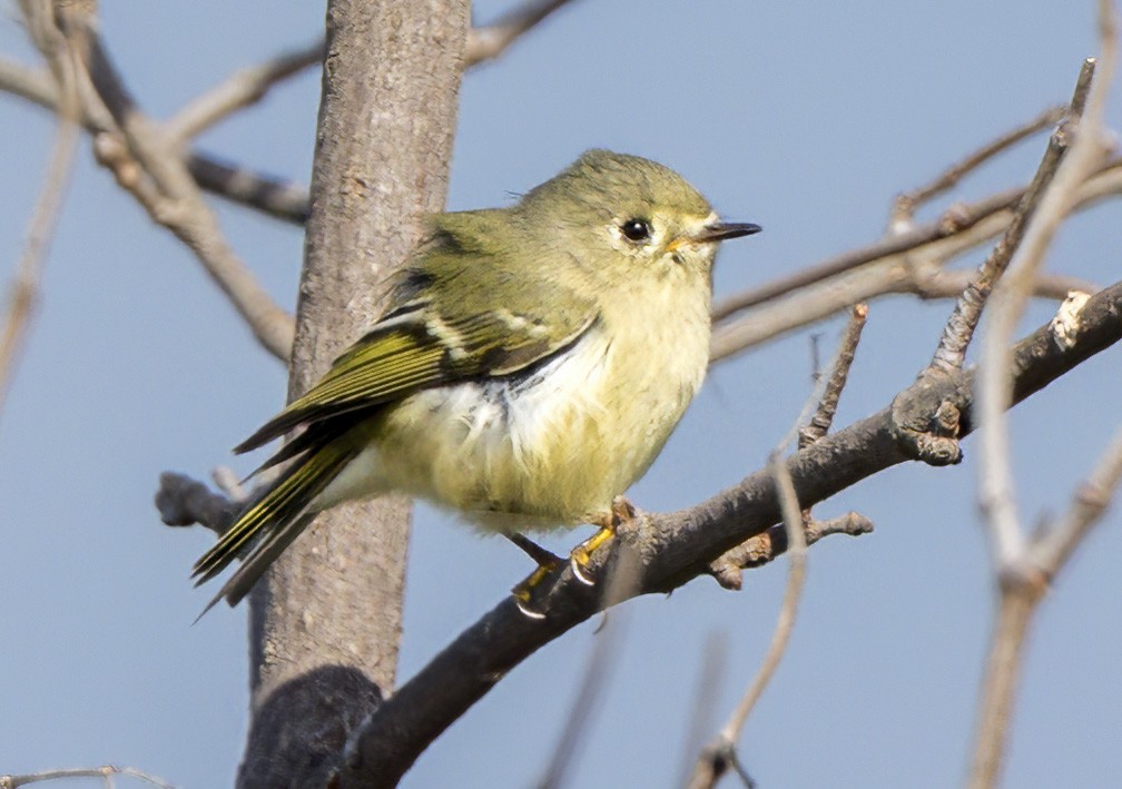 Ruby-crowned Kinglet - ML644434138