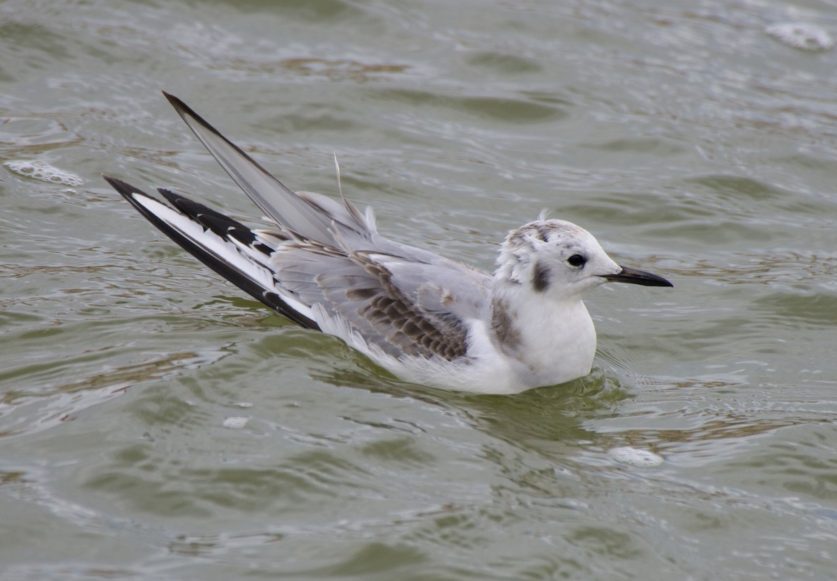 Gabbiano di Bonaparte - ML644434147