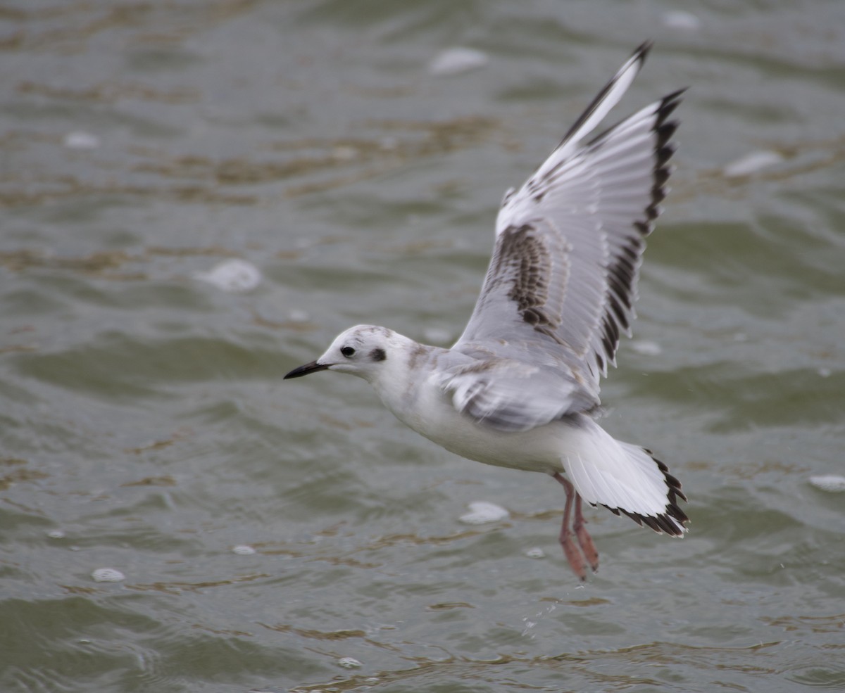 Gabbiano di Bonaparte - ML644434148