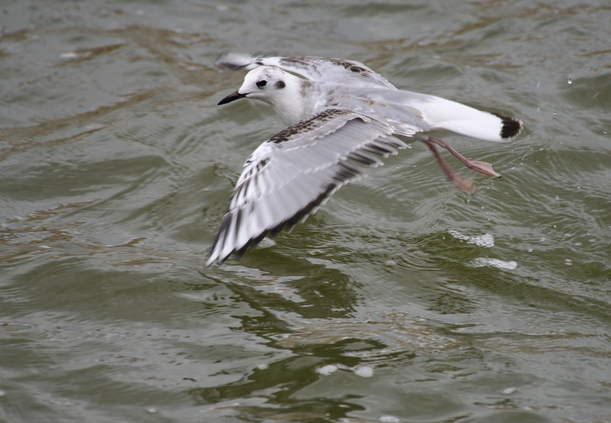 Gabbiano di Bonaparte - ML644434149