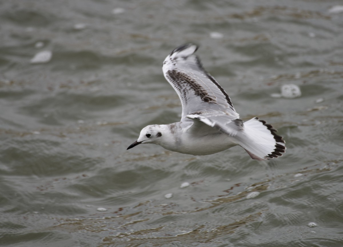 Gabbiano di Bonaparte - ML644434150