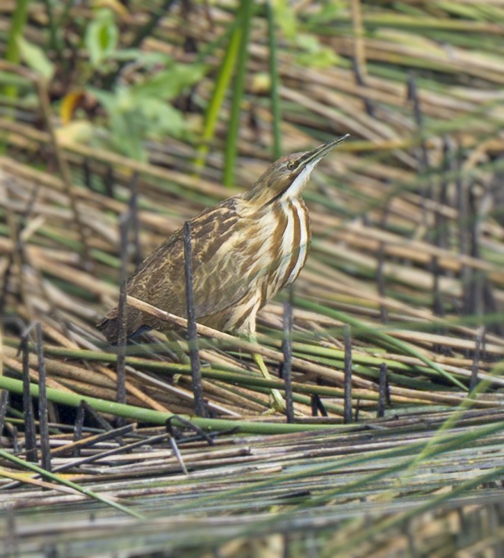 American Bittern - ML644434155