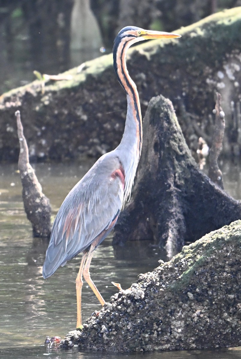 Purple Heron - ML644434159